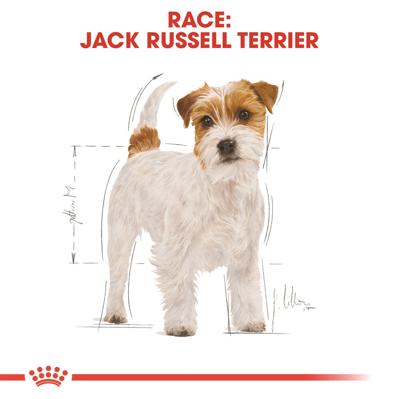 Royal Canin Jack Russell Adult 1,5 kg - tørfoder til voksne hunde